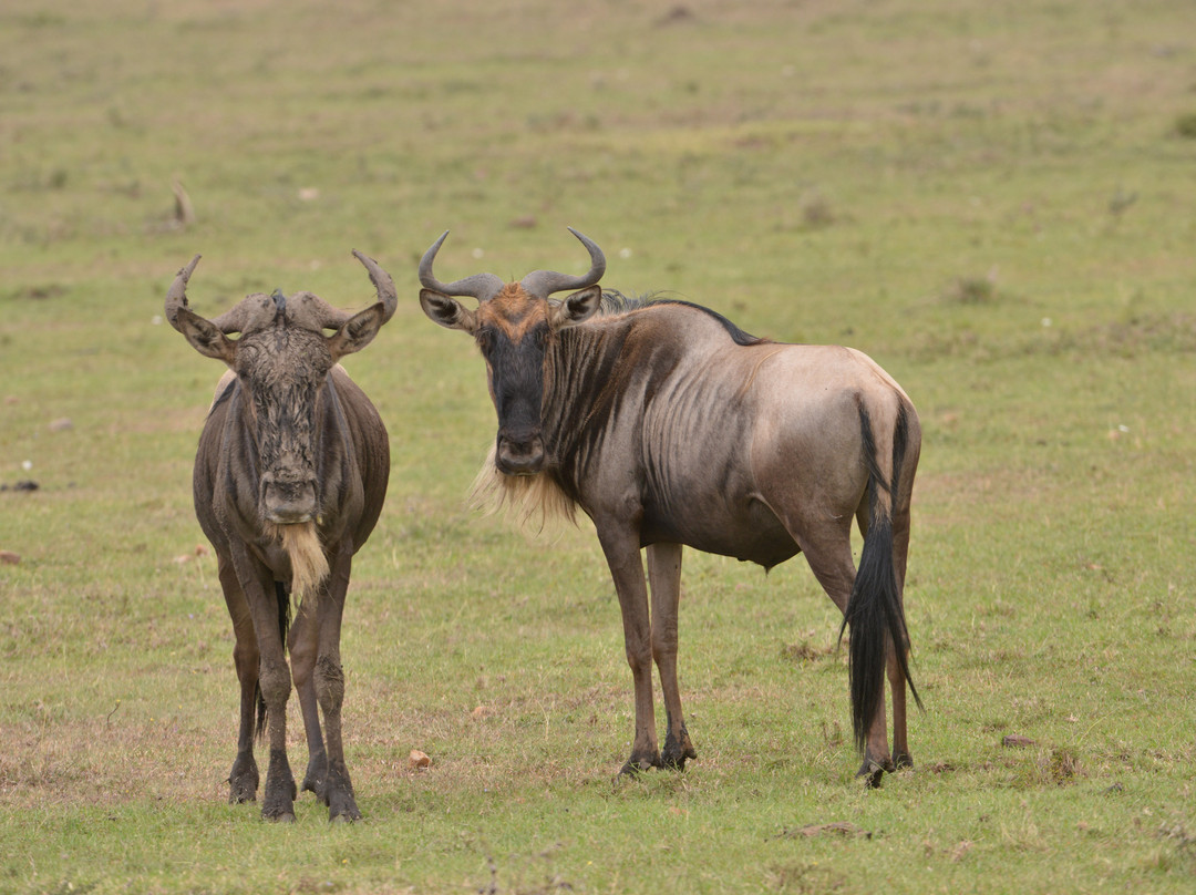 Mara Naboisho Conservancy-纳罗克必去景点