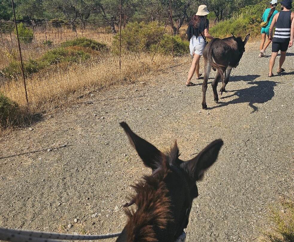 Donkey Cruise-Asklipiio必去景点