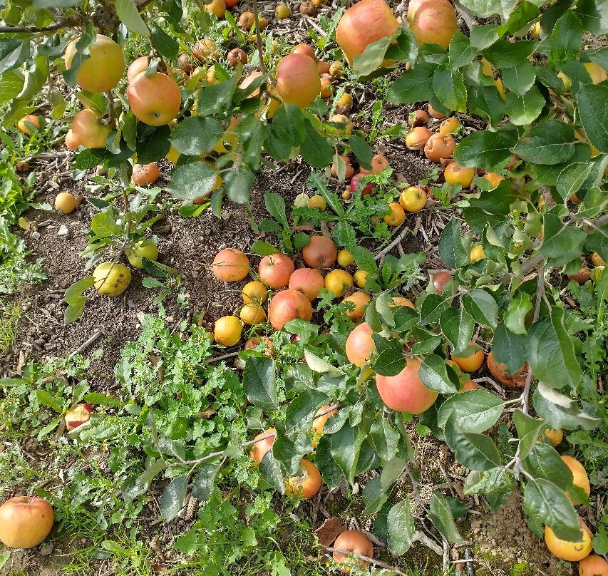 Brogdale Collections-Faversham必去景点