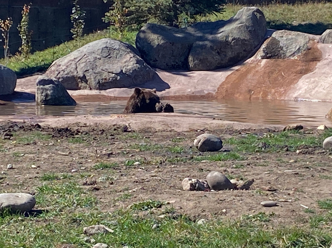 Montana Grizzly Encounter-博兹曼必去景点