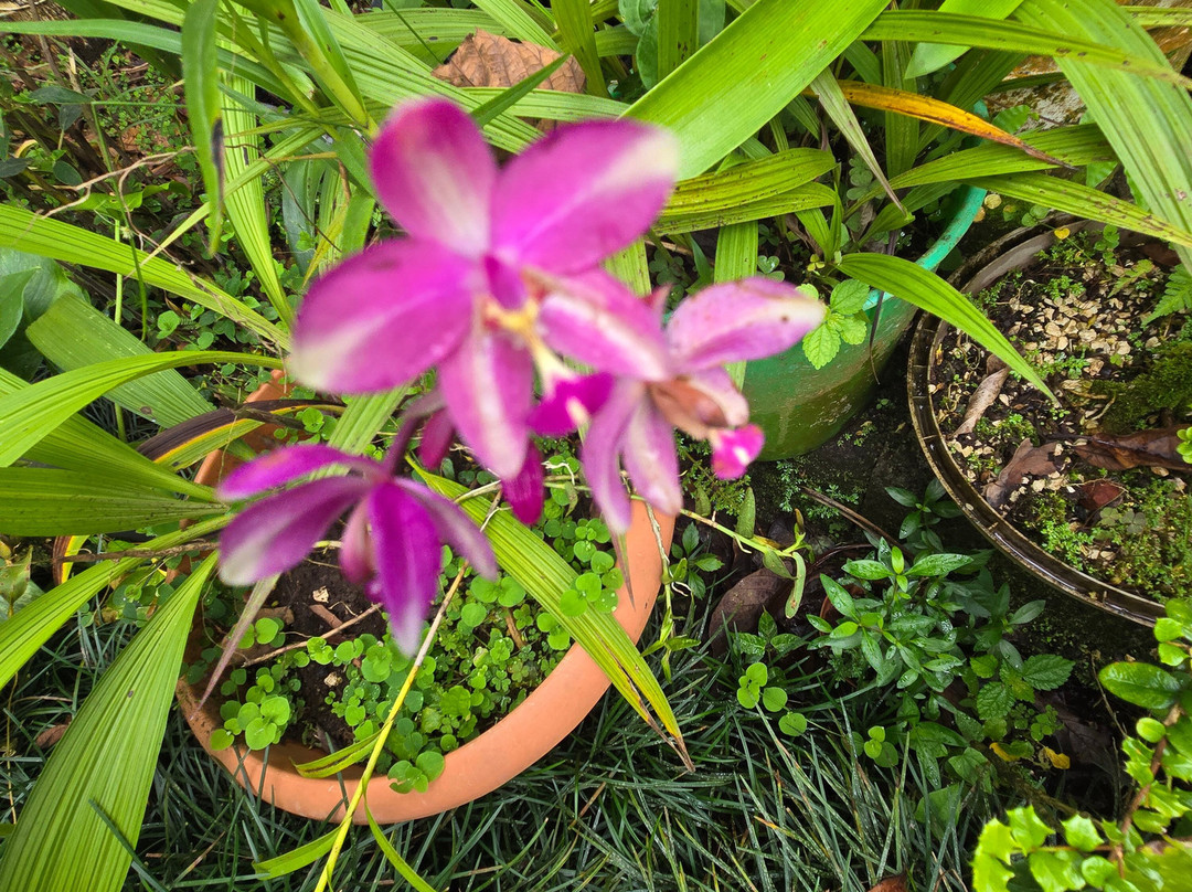 Monteverde Orchid Garden-圣埃伦娜必去景点