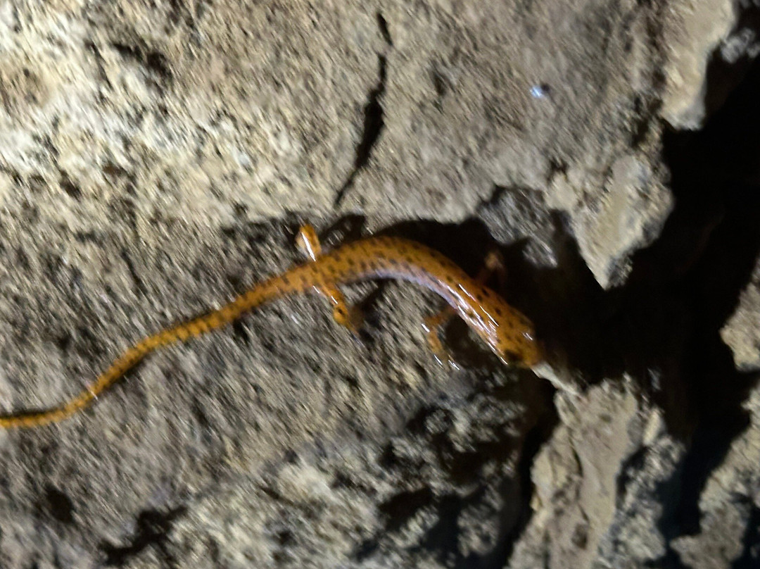 Raccoon Mountain Caverns-查塔努加必去景点