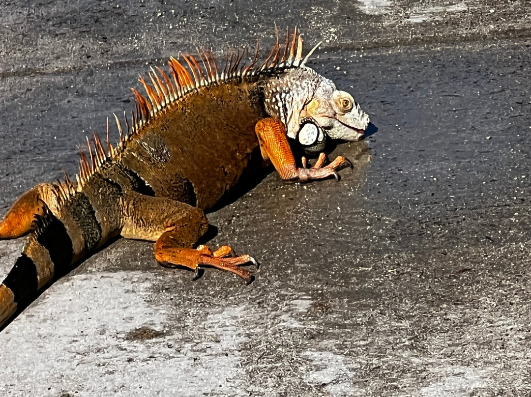 Key West Golf Club-基韦斯特必去景点