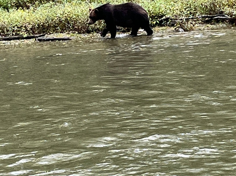 Campbell River Whale and Bear Excursions-坎贝尔里弗必去景点