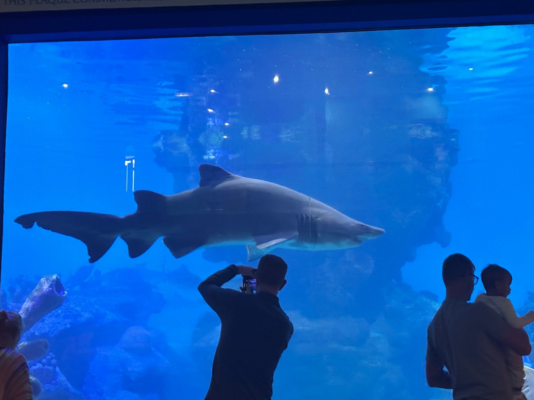 Blue Planet Aquarium-埃尔斯米尔港必去景点