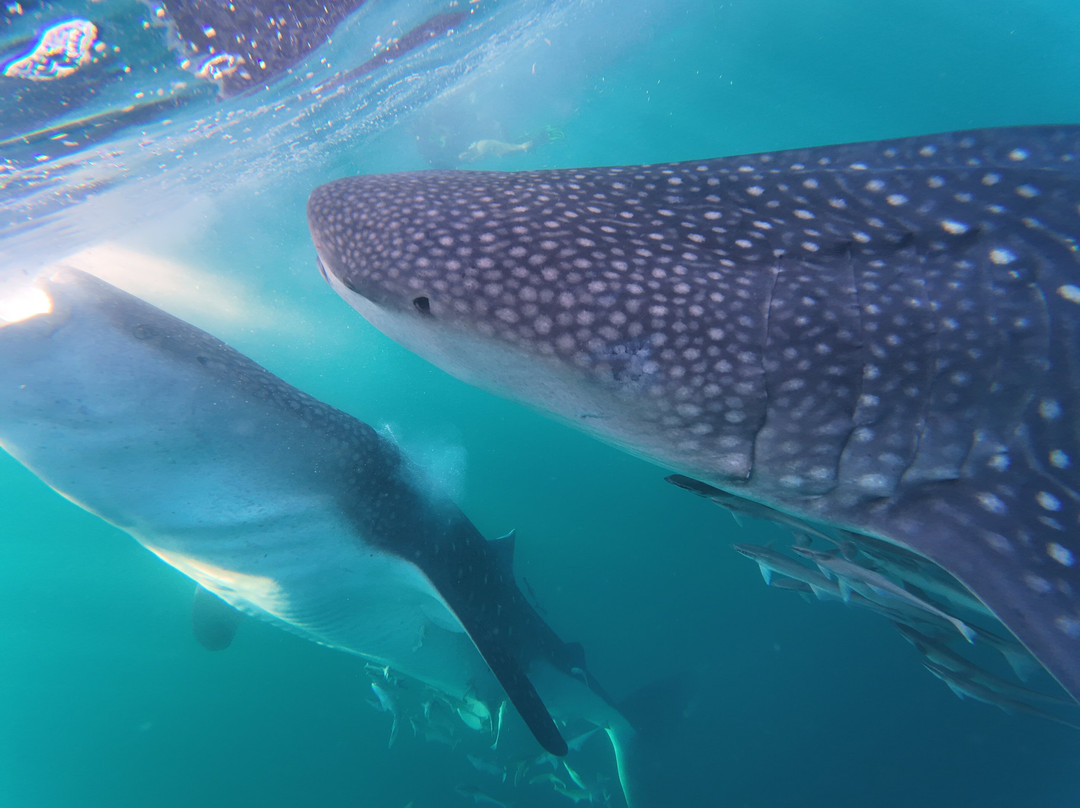 The Langkah Travel-Sumbawa Besar必去景点