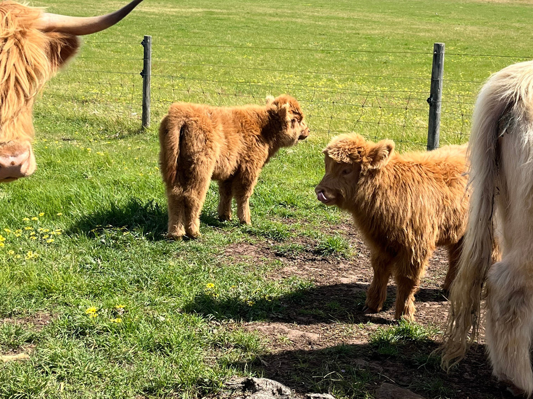 Moos Distillery-Waitpinga必去景点