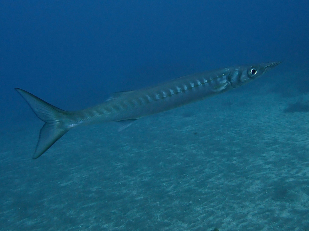 Centro de Buceo Margullar Diving-大加那利岛拉斯帕尔马斯必去景点