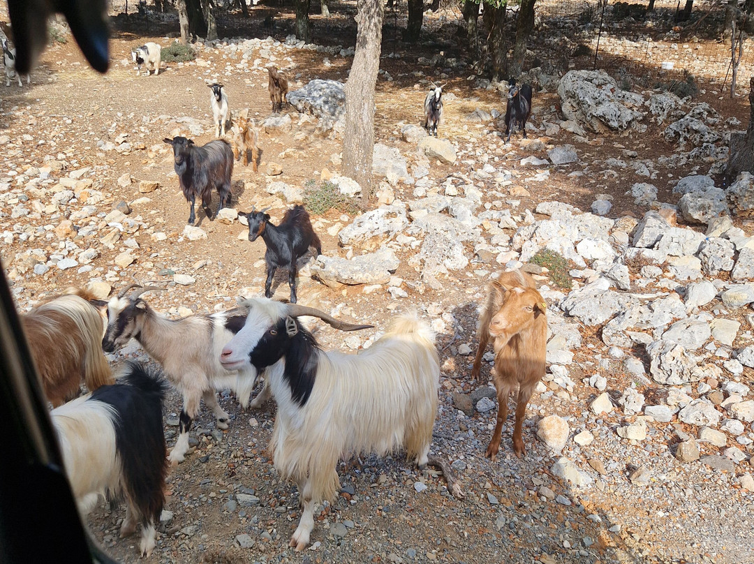 Go Crete Safari-马利亚必去景点