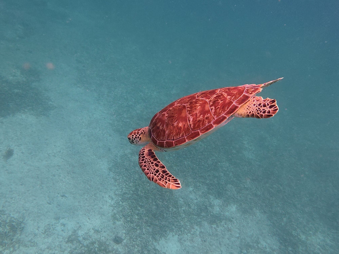 Tres Trapi Steps-Noord必去景点