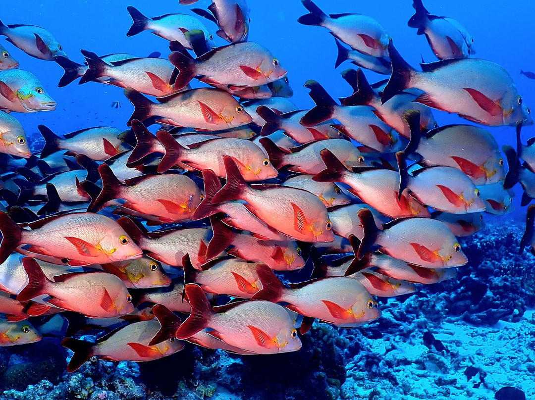 O2 Fakarava-Fakarava必去景点