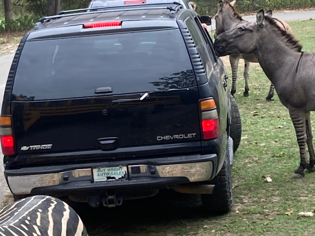 Wild Animal Safari-Strafford必去景点