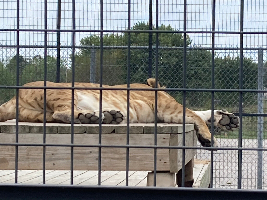 Wild Animal Safari-Strafford必去景点