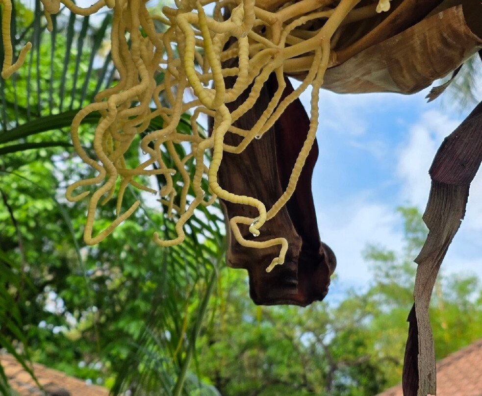 Namami-柯钦必去景点