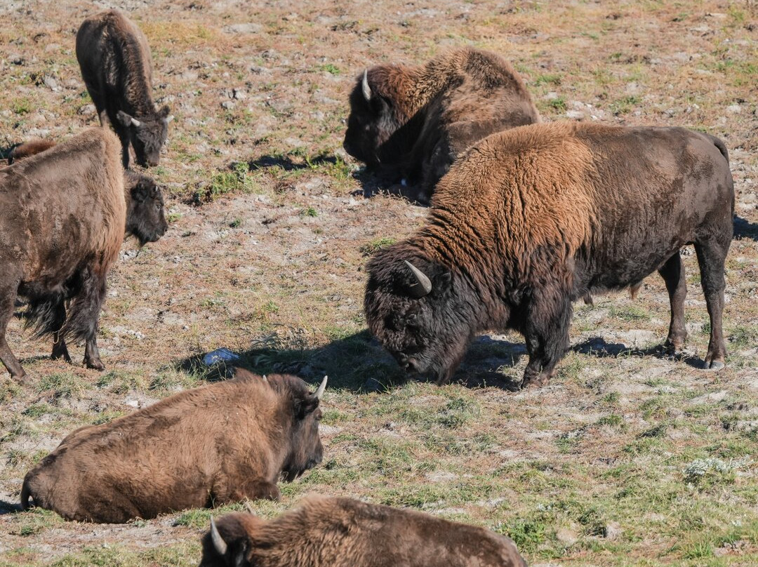 Bison Paddock Loop Road-沃特顿湖国家公园必去景点