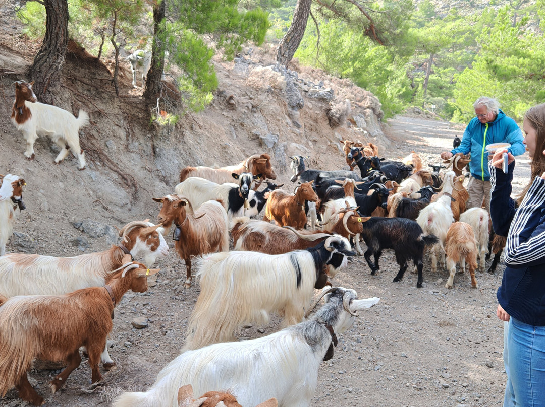 Safari Fun-Ierapetra必去景点