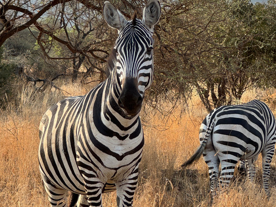 Safari Kenya Con Shakur-瓦塔木必去景点