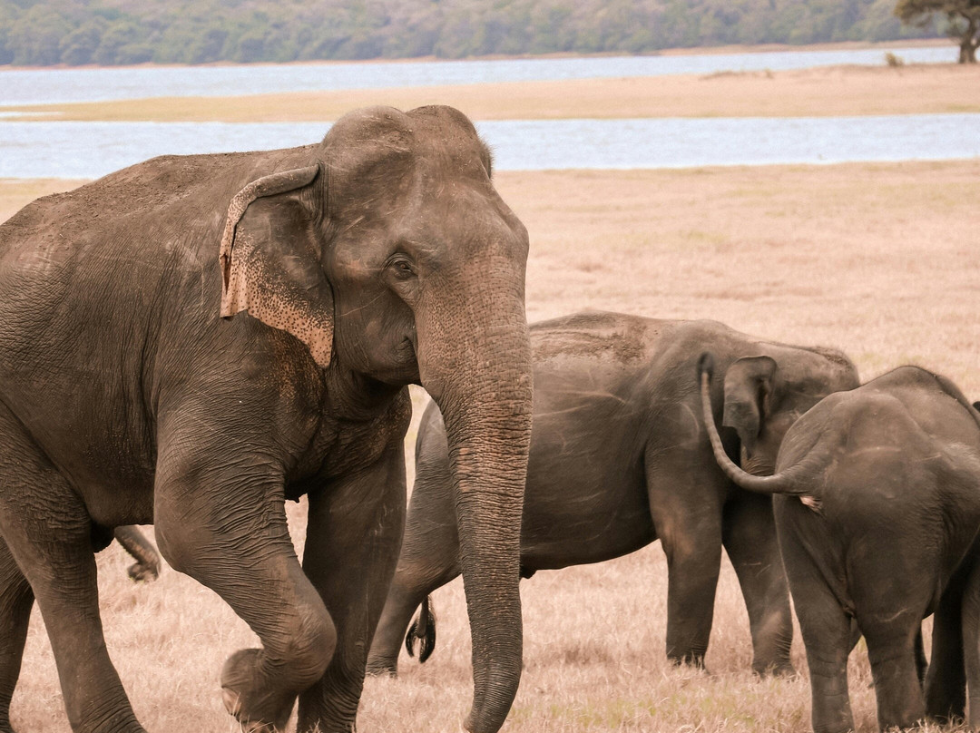 Ceylon Seeker Tours-Minuwangoda必去景点