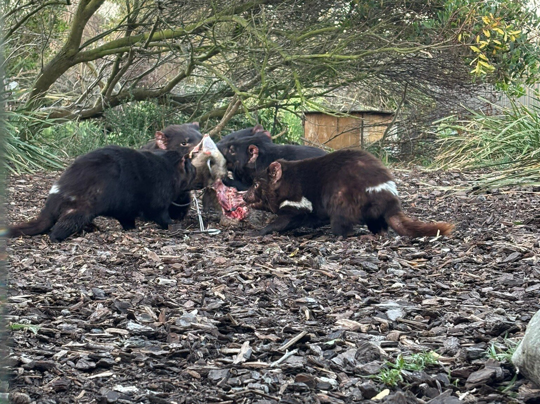 夜间魔鬼观赏-比奇诺必去景点