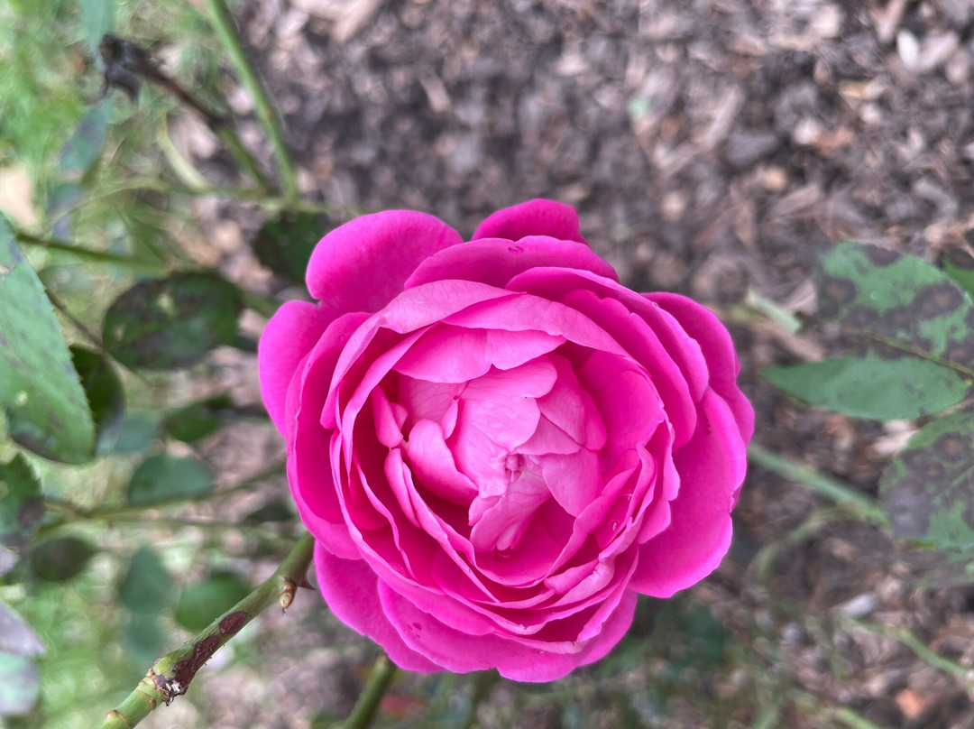 David Davis Mansion State Historic Site-布卢明顿必去景点