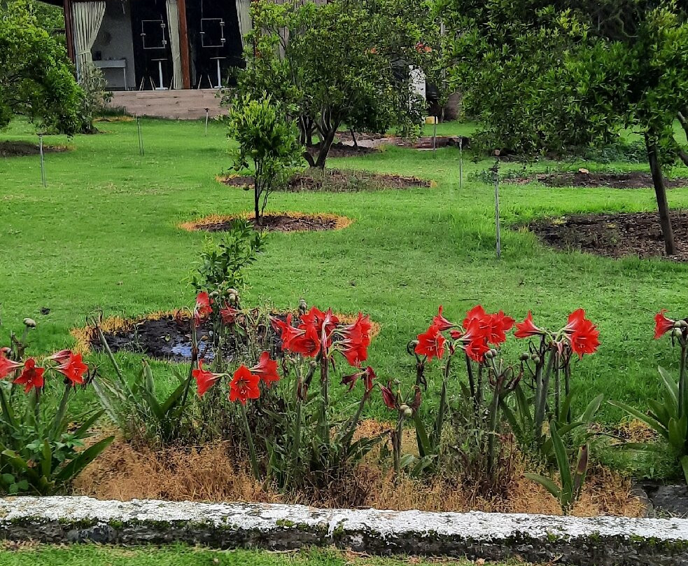 Patate Lodge