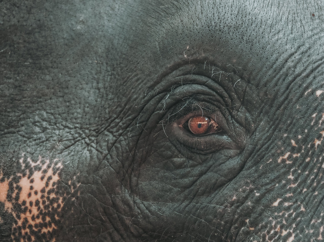 Kenyir Elephant Conservation Village-瓜拉伯浪必去景点