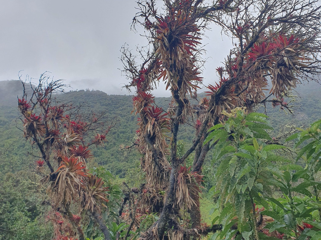 Parque Nacional Cayambe - Coca-Cayambe必去景点