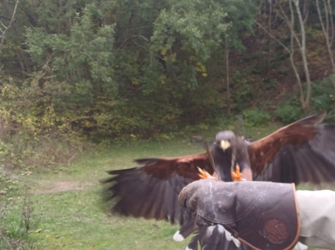 Riverside Falconry-纽卡斯尔必去景点