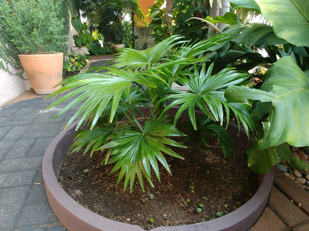 Ola Brisa Gardens-曼萨尼约必去景点