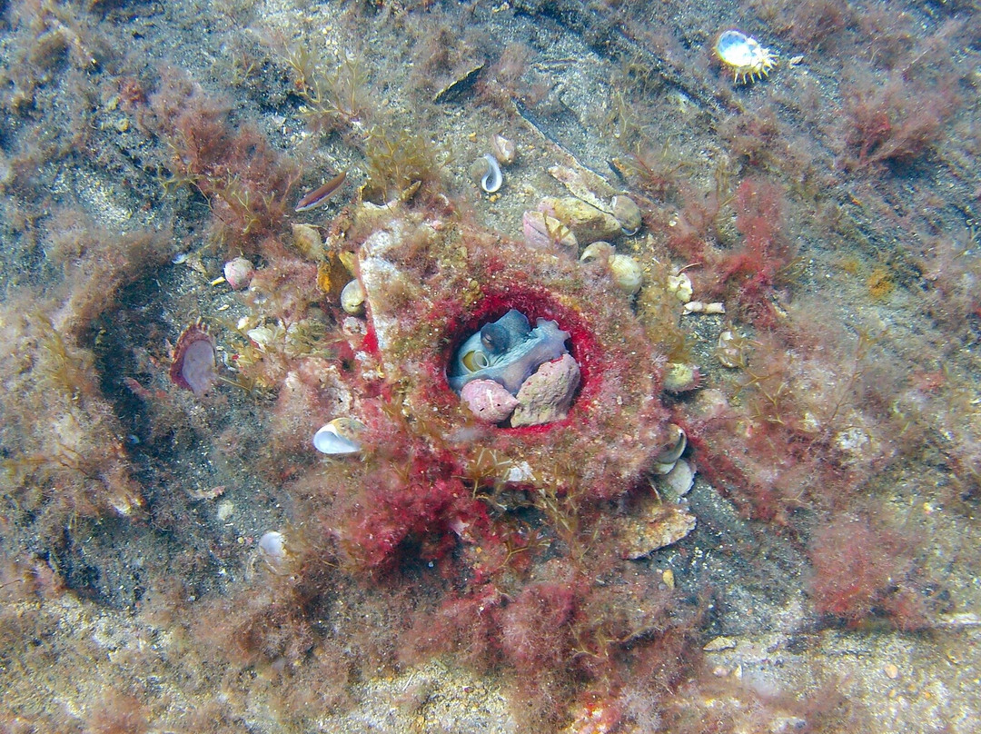 Paradise Diving Malta-史克华必去景点
