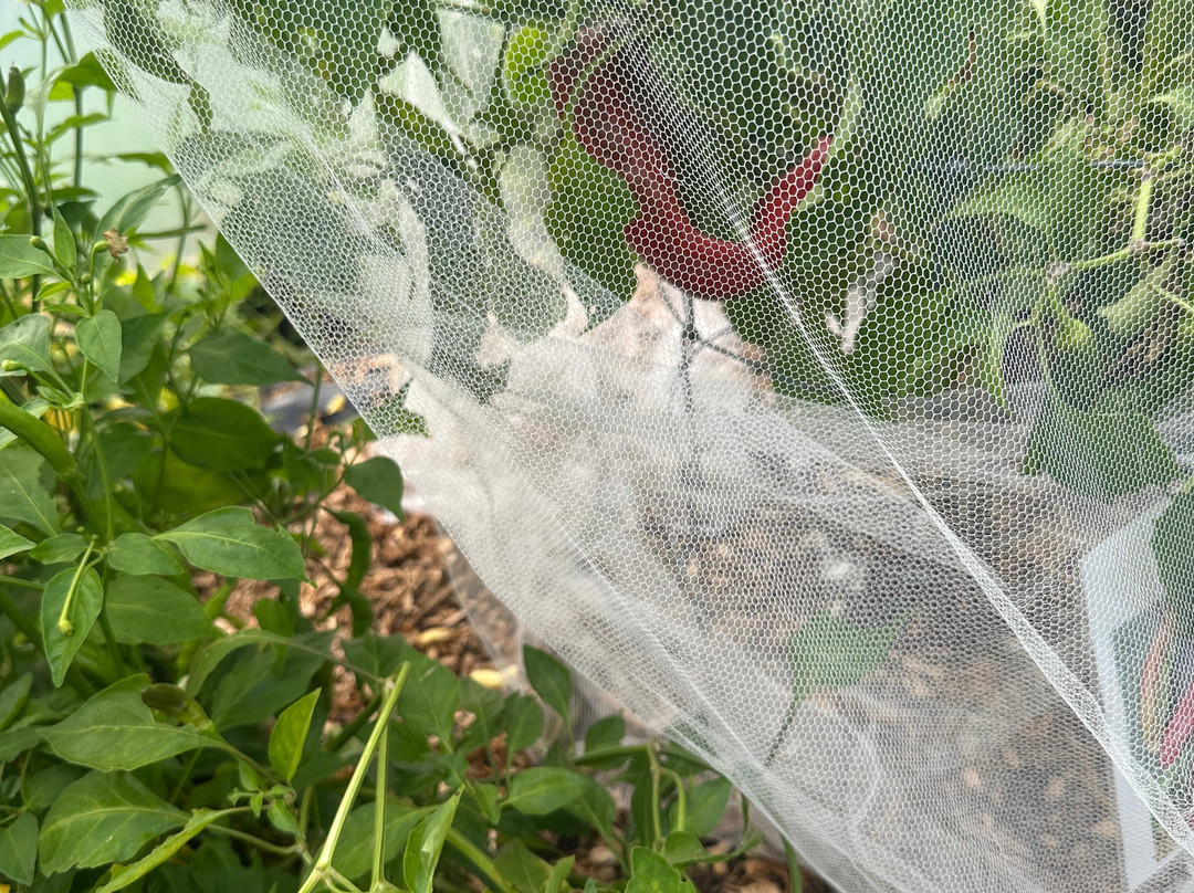 South Devon Chilli Farm-Loddiswell必去景点