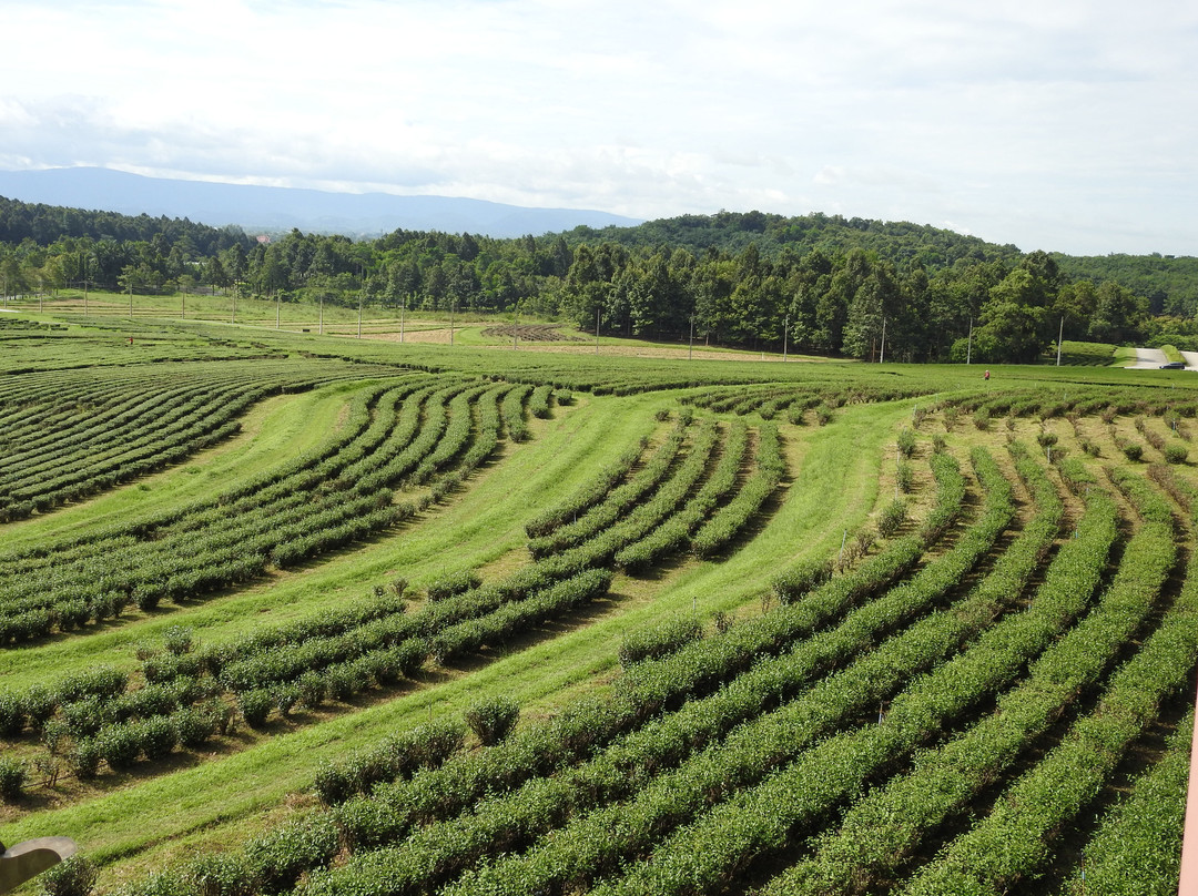 辛哈公园-Mae Kon必去景点