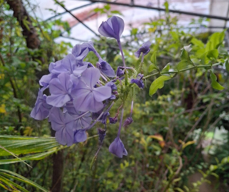 Palmeraie du Sarthou-Betous必去景点