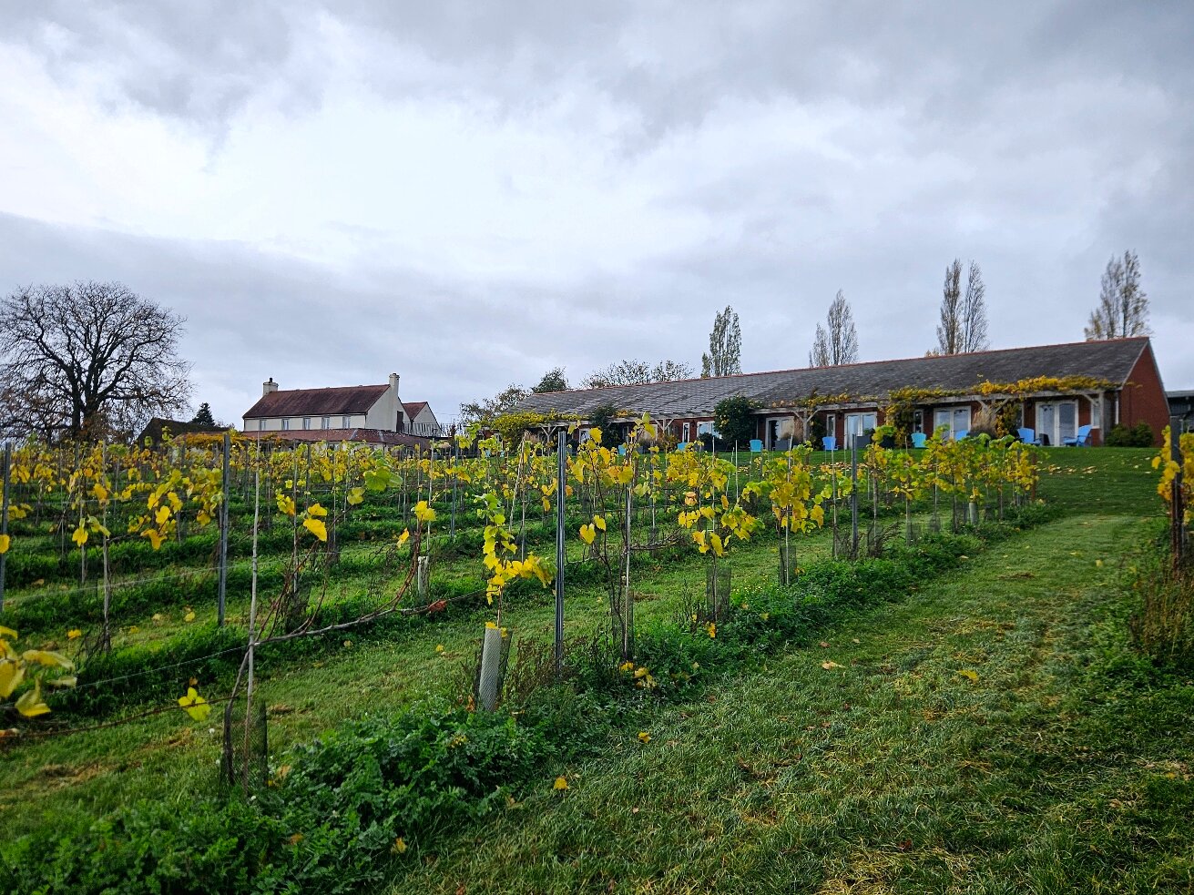 Three Choirs Vineyards-官方