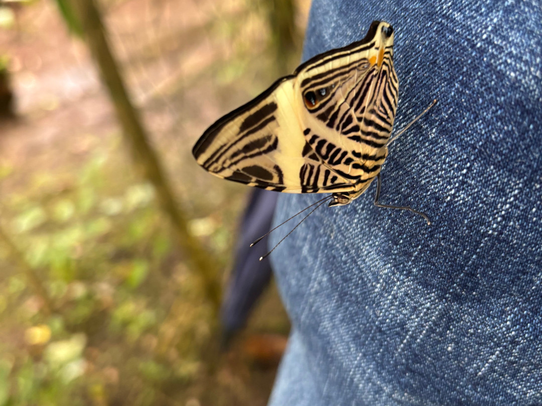 Butterfly Farm Vida de Colores-圣拉蒙必去景点