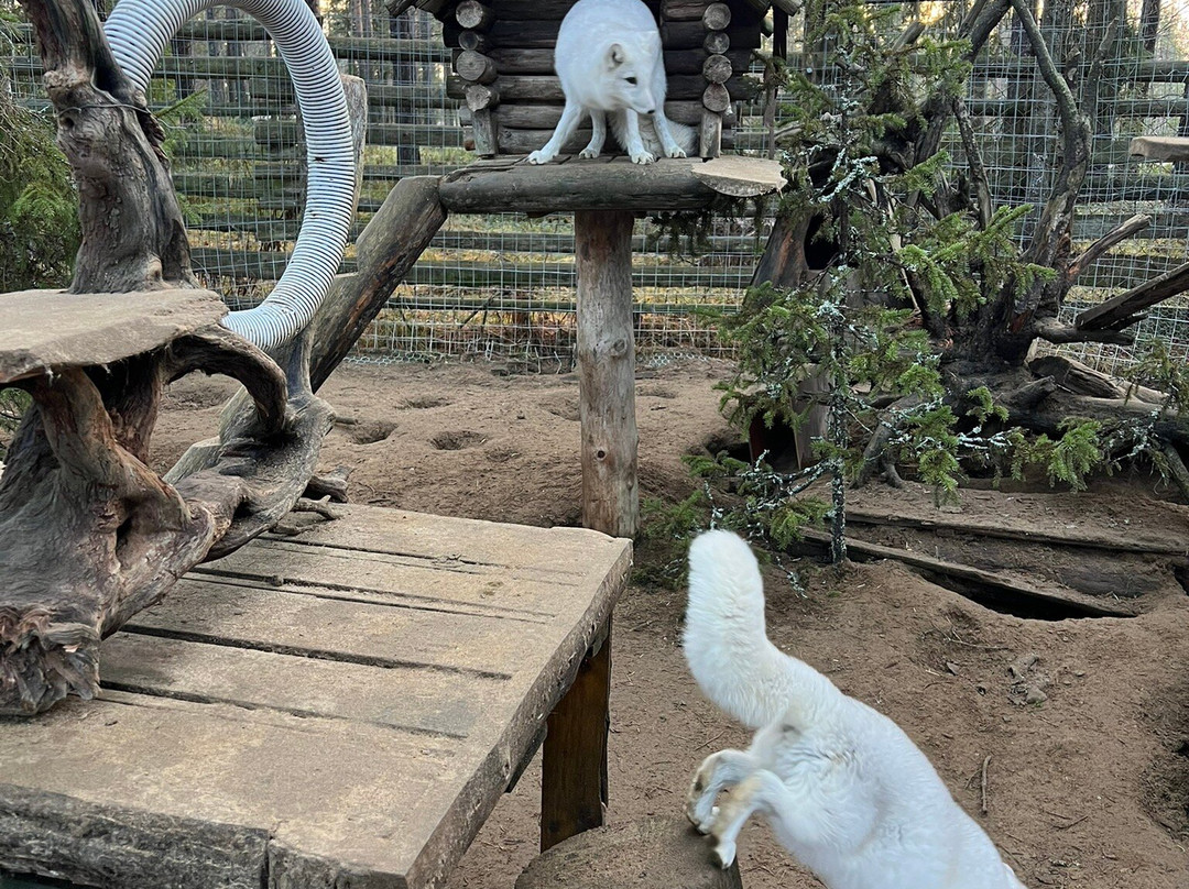 Levi Huskypark-Kongas必去景点