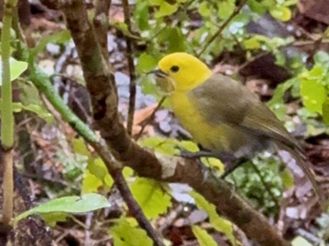 Ruggedy Range Wilderness Experience-斯图尔特岛必去景点