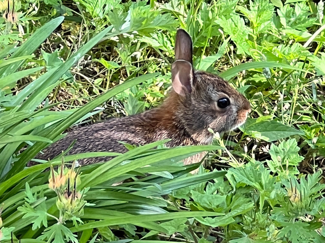 老石屋-华盛顿特区必去景点