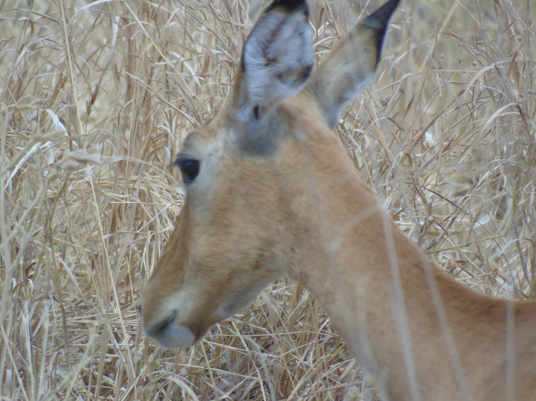 Savannah Explorers Limited-阿鲁沙必去景点