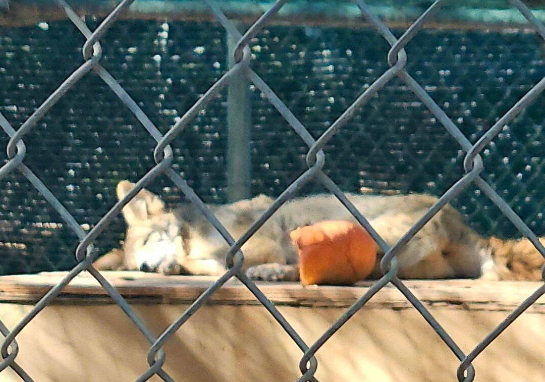 Southwest Wildlife Conservation Center-斯科茨代尔必去景点