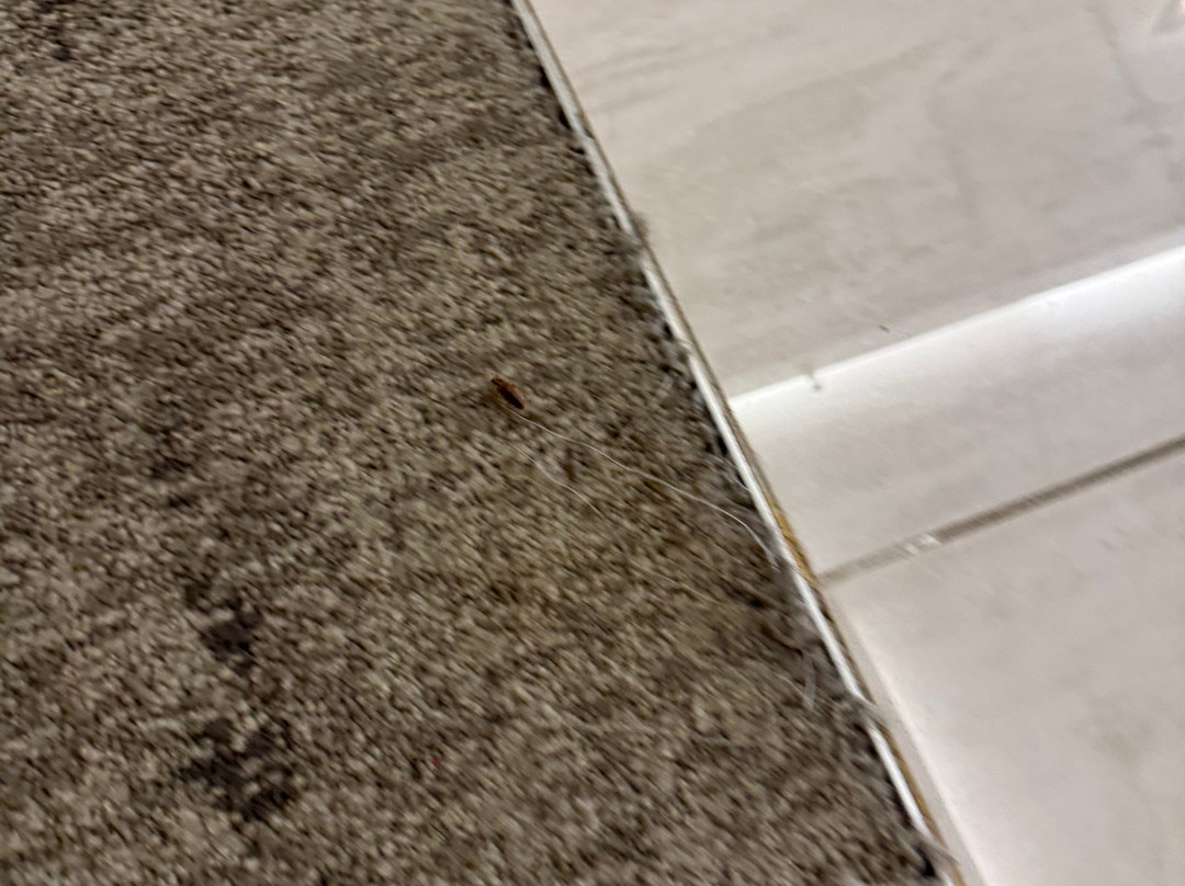 爱迪生拉里坦中心喜来登酒店主图