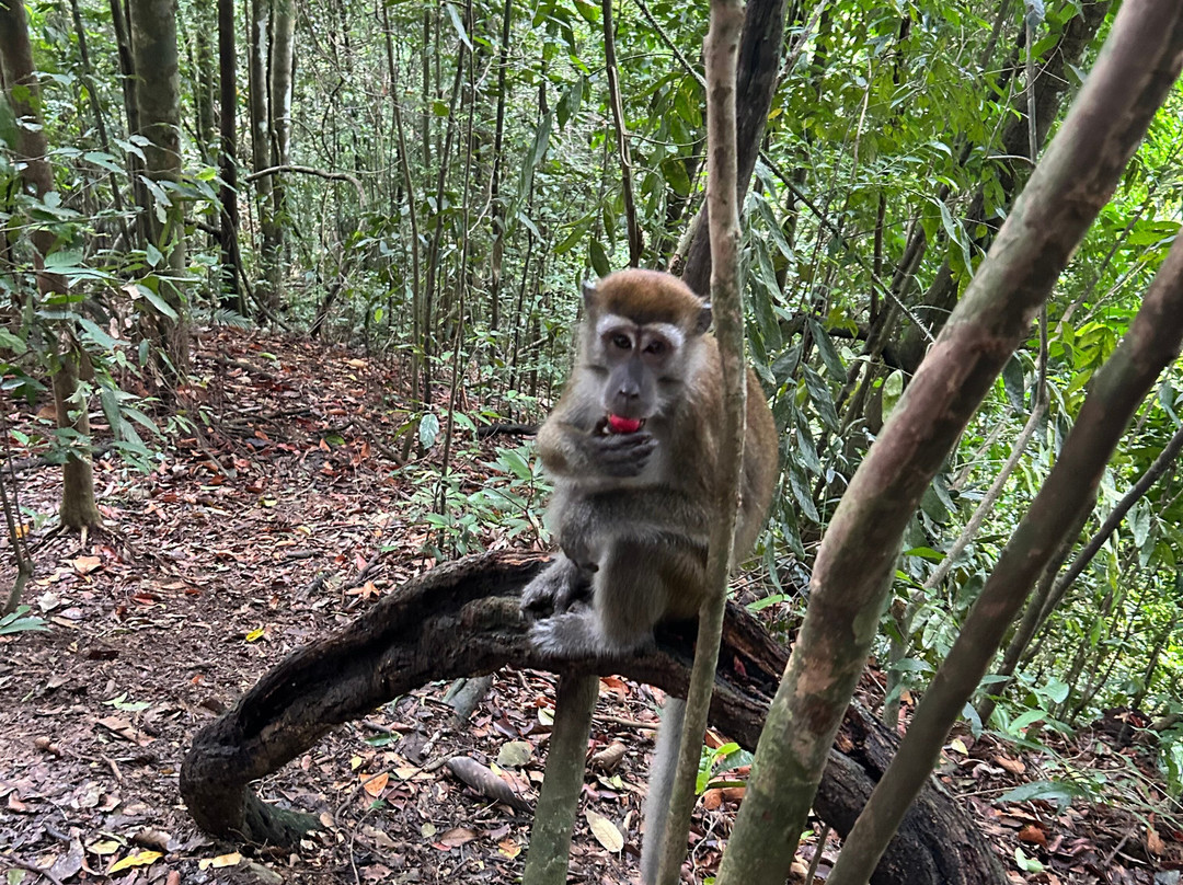Sumatra Tour Adventures-武吉拉旺必去景点