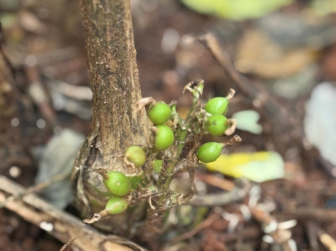 Sirilak Spice & Herbal Garden-Matale必去景点
