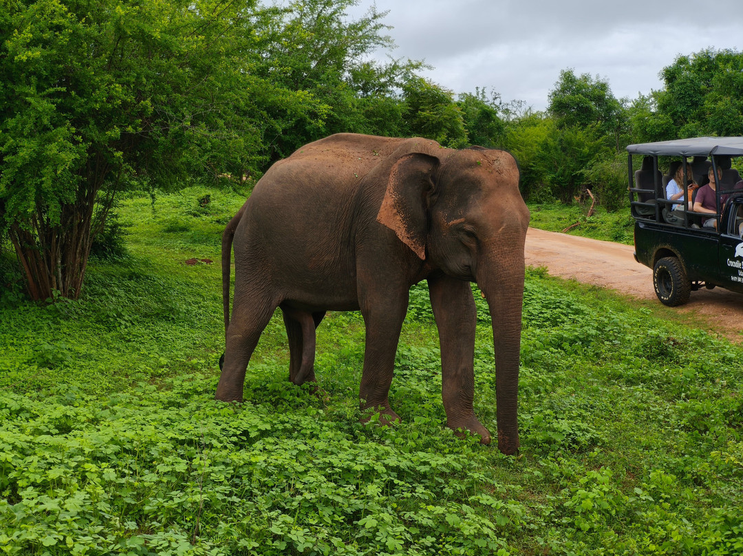 Safari Booking Sri Lanka