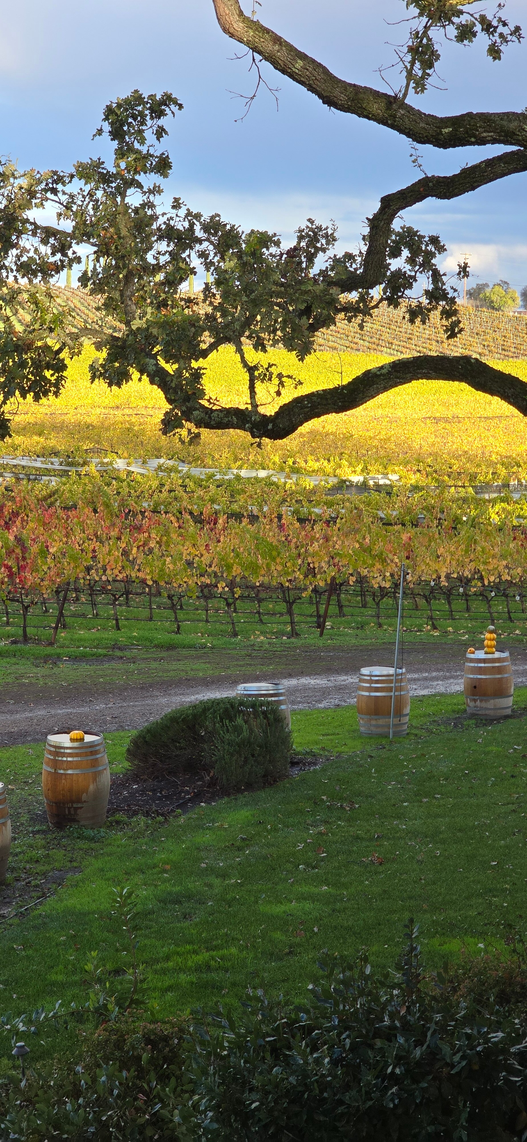 Summerwood Winery & Inn-酒店景观