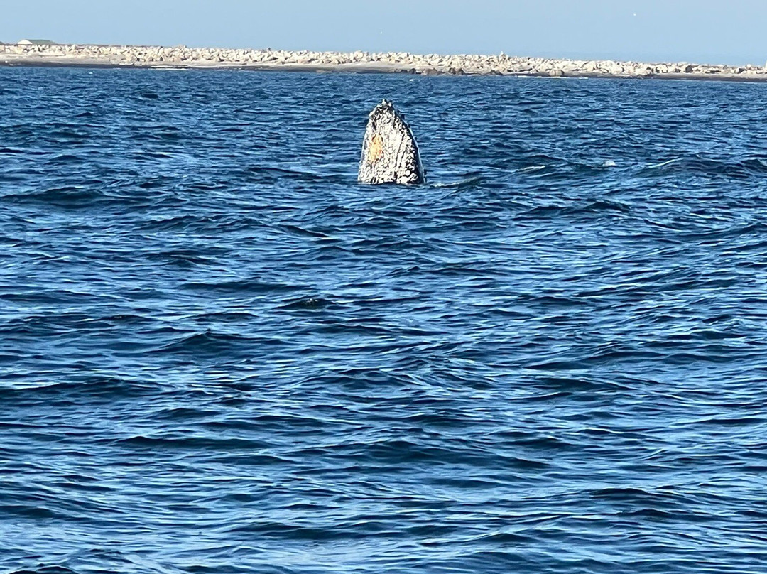 Cape Coast Expeditions-Yzerfontein必去景点