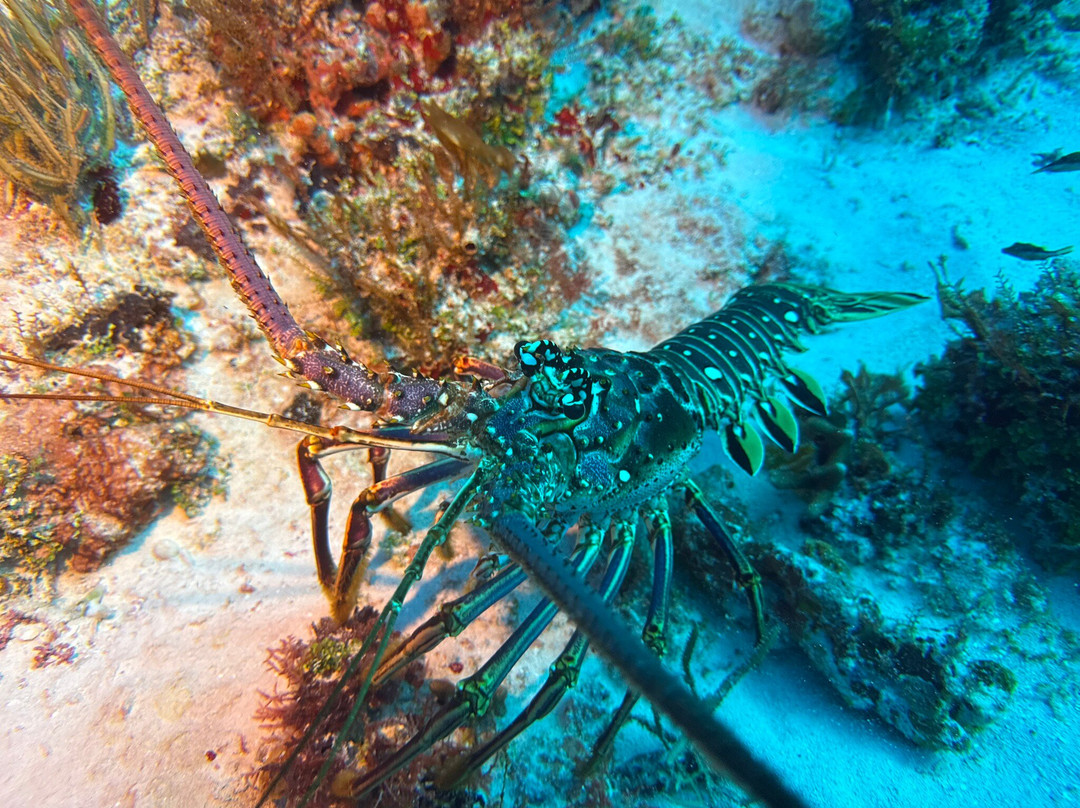 Dressel Divers Playa Del Carmen-普拉亚德尔卡曼必去景点