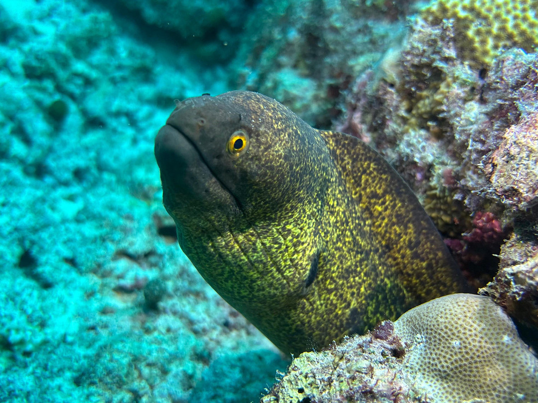 Family Divers Maldives-拉斯胡必去景点