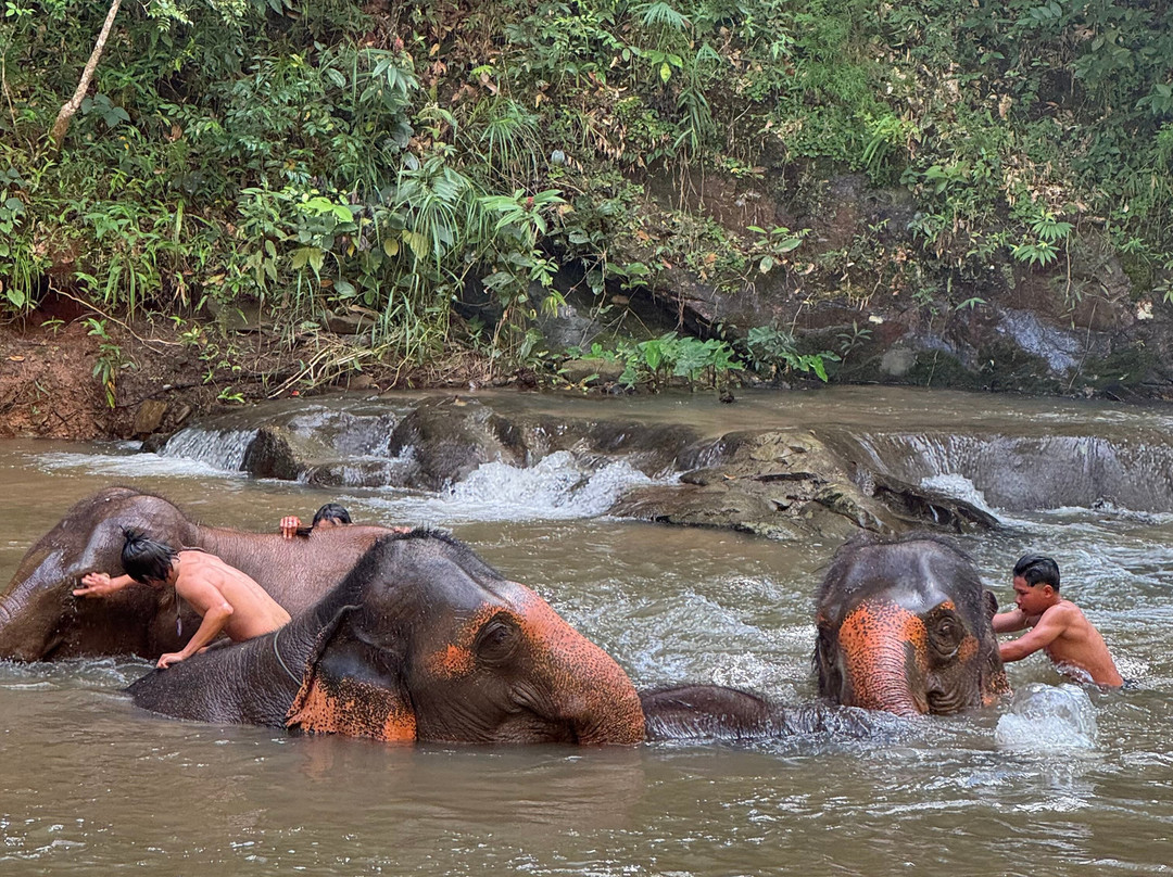 Elephant Freedom Village-清迈必去景点