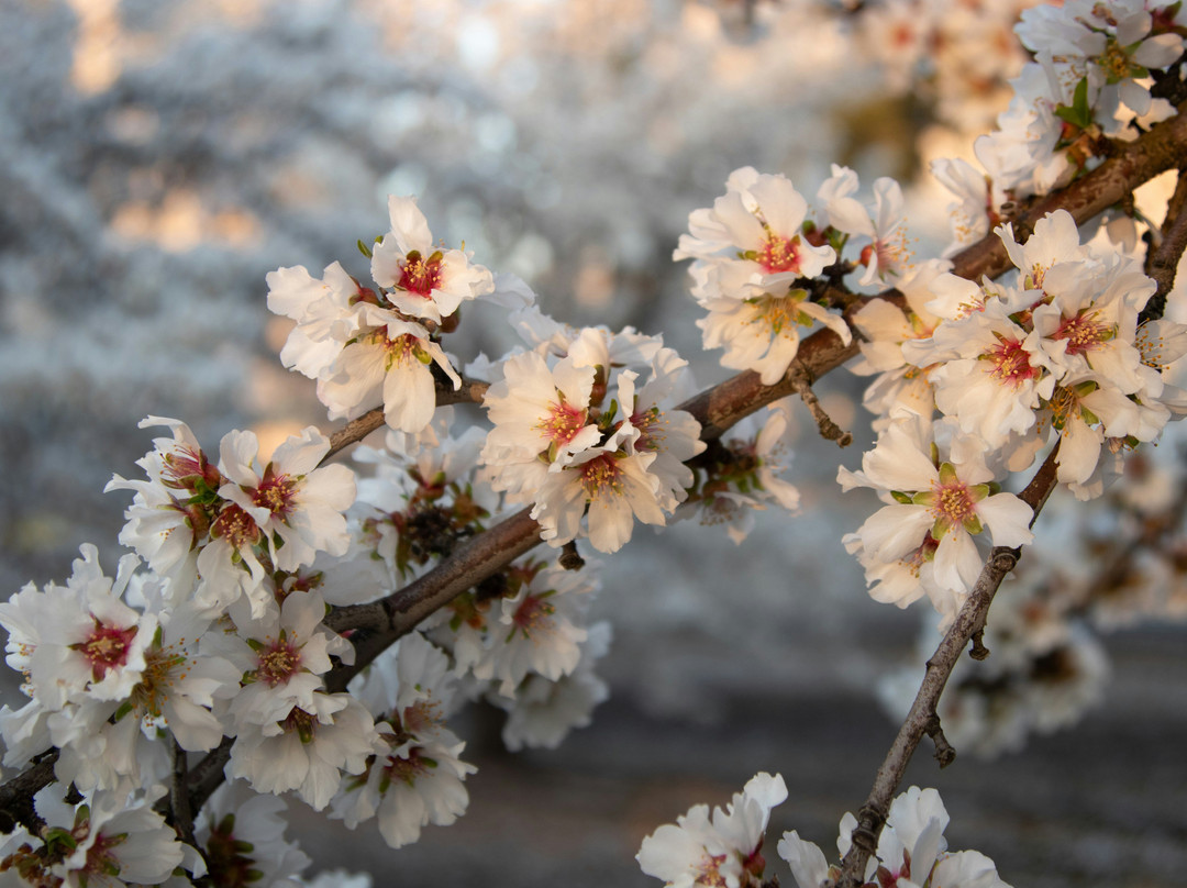 Blossom Trail-弗雷斯诺必去景点